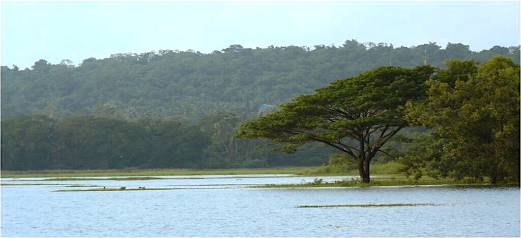 Premium Residential Architecture in Goa